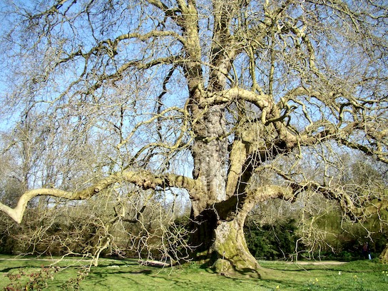 Mottisfont